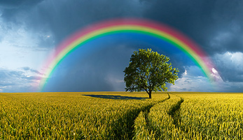Regenbogen über Feld und Baum