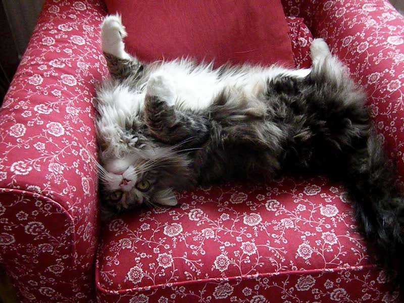 Entspannte Katze auf dem Sofa: Ruhe und Geborgenheit als Ziel der EMDR-Traumatherapie